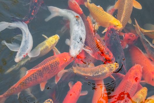 carp Chinese koi colorful fish swim in the water top view of the entire frame . High quality photo