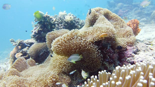 Coral garden seascape and underwater world. Colorful tropical coral reefs. Life coral reef. Leyte, Philippines.