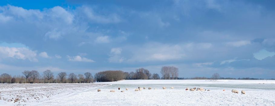 sheep in dutch meadow with snow and trees in the netherlands under blue sky and clouds