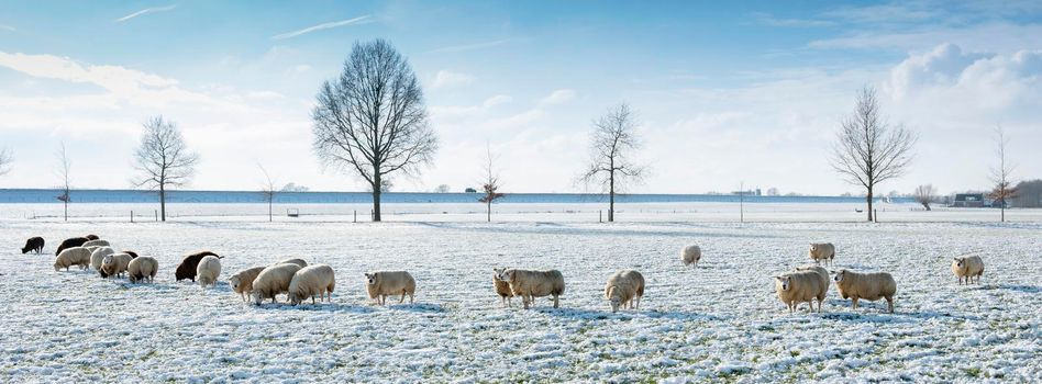 sheep in dutch meadow with snow and trees in the netherlands under blue sky and clouds