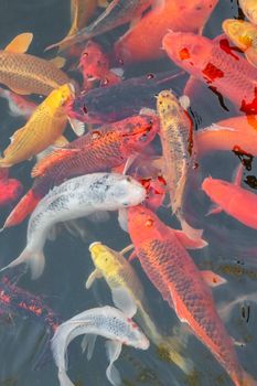 carp Chinese koi colorful fish swim in the water top view of the entire frame . High quality photo