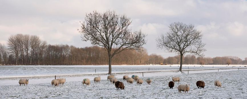 sheep in dutch meadow with snow and trees in the netherlands under blue sky and clouds