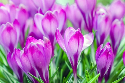 purple crocuses on a beautiful background macro . High quality photo