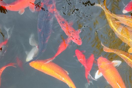 carp Chinese koi colorful fish swim in the water top view of the entire frame . High quality photo