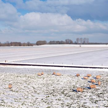 sheep in dutch meadow with snow and trees in the netherlands under blue sky and clouds