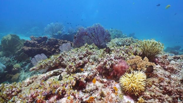 Fish and coral reef. Tropical fish on a coral reef. Wonderful and beautiful underwater world with corals and tropical fish. Hard and soft corals. Diving and snorkeling in the tropical sea. Travel concept.