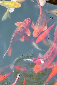 carp Chinese koi colorful fish swim in the water top view of the entire frame . High quality photo