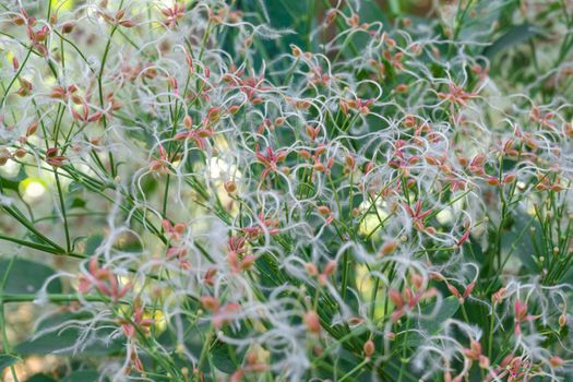 clematis seeds close-up as background. texture. High quality photo