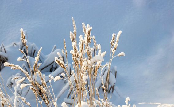 Dry grass bent under the weight of snow, snowy natural landscape.