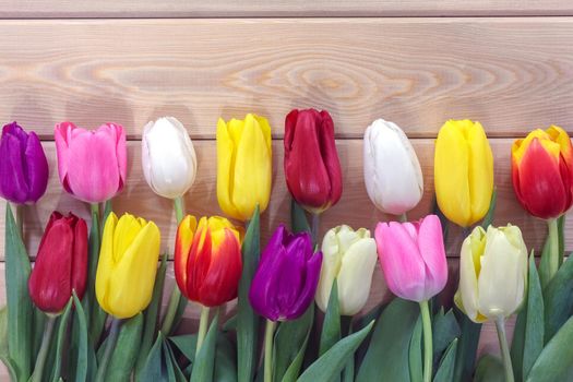 mix multi-colored tulips on a wooden background