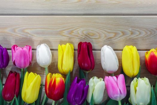 mix multi-colored tulips on a wooden background with a place for the inscription . High quality photo