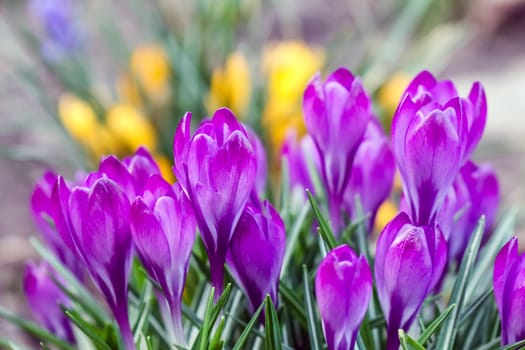 purple crocuses on a beautiful background