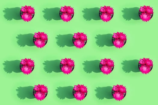 blooming cactus on a colored background pattern top view. High quality photo