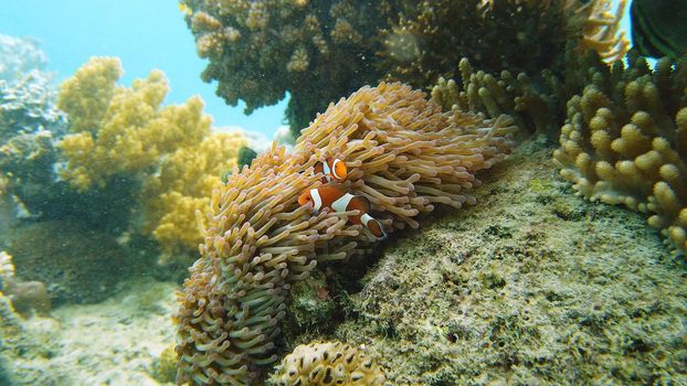 A Clown Anemonefish sheltering among the tentacles of its sea anemone. Underwater world with corals and tropical fishes