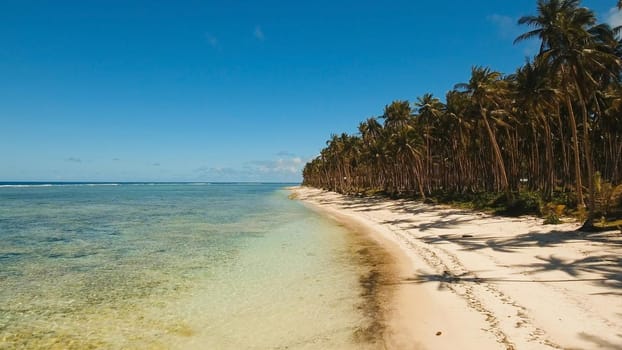 Beautiful tropical sand beach, palm trees. Aerial view of tropical beach on the island Siargao, Philippines. Tropical landscape: beach with palm trees. Seascape: Ocean, sky, sea . Philippines. Travel concept.