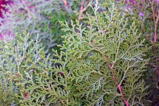 spruce branches as a close-up background. High quality photo