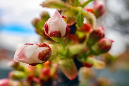 blooming tree branches for the entire frame. High quality photo