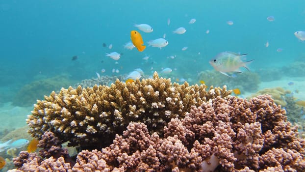 Coral reef underwater with fishes and marine life. Coral reef and tropical fish. Leyte, Philippines.