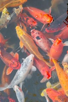 carp Chinese koi colorful fish swim in the water top view of the entire frame . High quality photo