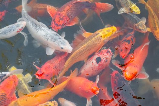 carp Chinese koi colorful fish swim in the water top view of the entire frame . High quality photo