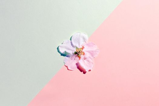 the petals of the flowers on multicolored background, top view. High quality photo