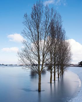 poplars in ice on frozen floodplanes near culemborg and river rhine next to dike with snow in winter in the netherlands