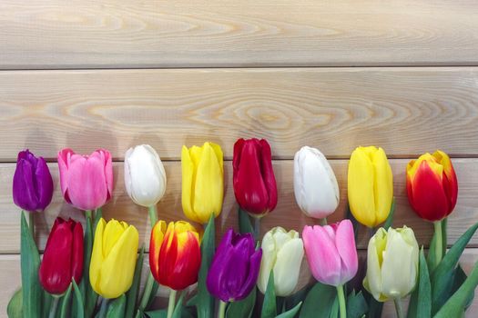 mix multi-colored tulips on a wooden background