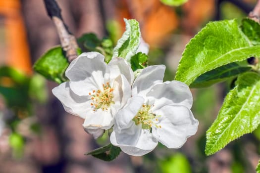 Apple blossom on a branch as background. High quality photo