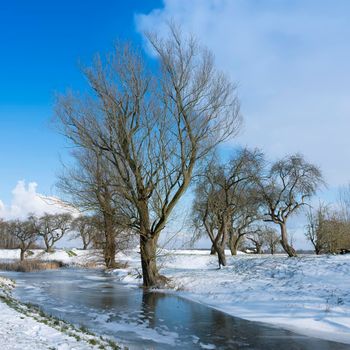 landscape of trees in winter with snow and frozen pond in the netherlands near utrecht under blue sky
