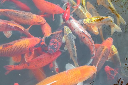 carp Chinese koi colorful fish swim in the water top view of the entire frame . High quality photo