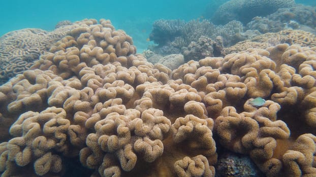 Beautiful underwater landscape with tropical fishes and corals. Life coral reef. Leyte, Philippines.