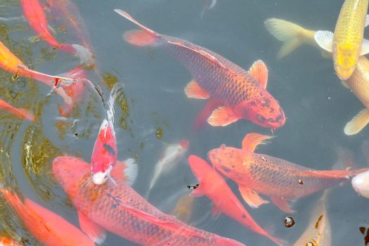 carp Chinese koi colorful fish swim in the water top view of the entire frame . High quality photo