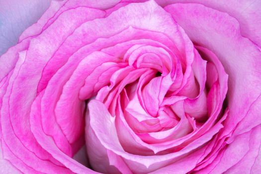 red roses on a purple background macro. High quality photo