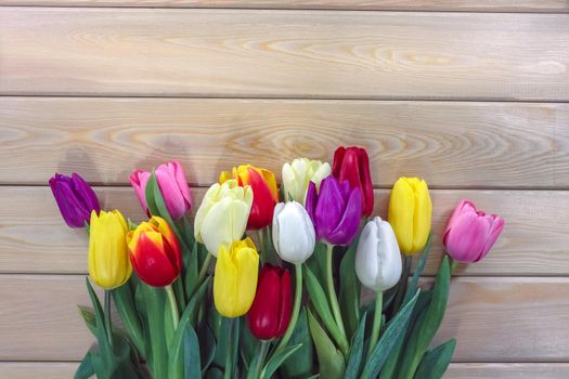 mix multi-colored tulips on a wooden background