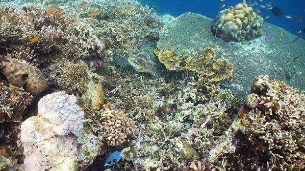 Sea turtle swimming underwater over corals. Sea turtle moves its flippers in the ocean under water. Wonderful and beautiful underwater world. Diving and snorkeling in the tropical sea. Philippines.