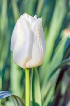 Bud of a Tulip on a beautiful background of macro. High quality photo