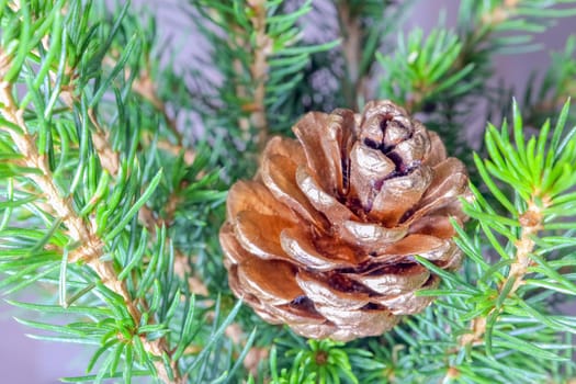 spruce branches as a close-up background. High quality photo