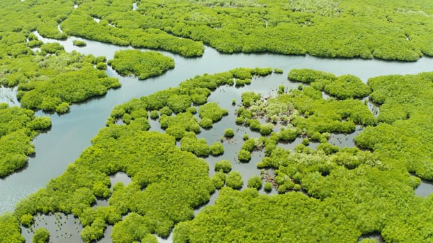 Mangrove green forests with rivers and channels on the tropical island, aerial drone. Mangrove landscape.