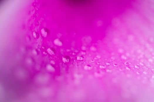 water drops on a purple macro petal as a background for the entire frame