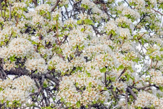 blooming tree branches for the entire frame. High quality photo