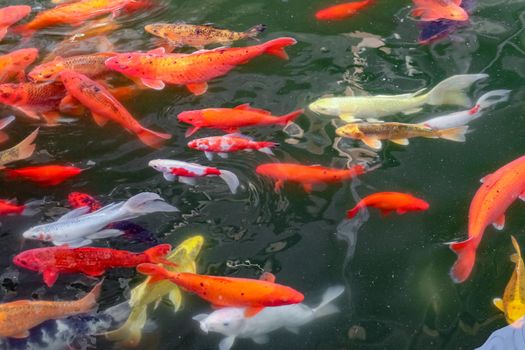 carp Chinese koi colorful fish swim in the water top view of the entire frame . High quality photo