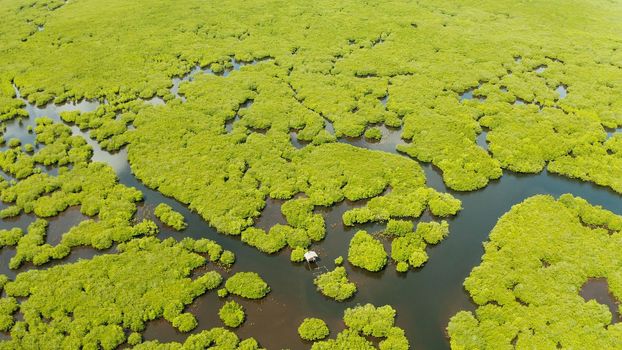 Mangrove trees in the water on a tropical island. An ecosystem in the Philippines, a mangrove forest.