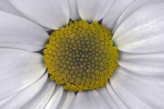 bouquet of chrysanthemums on a black background macro