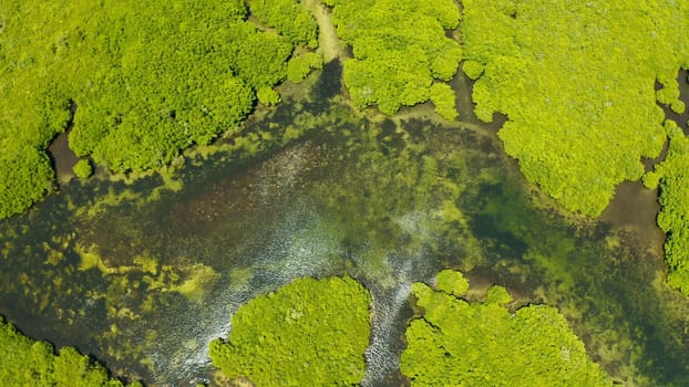 Tropical landscape with mangrove forest in wetland from above on Siargao island, Philippines.