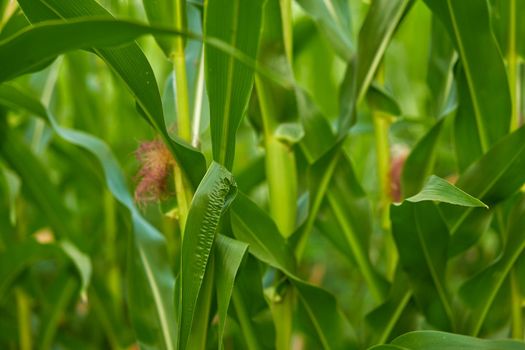 Corn agricultural field close up Summer harves season Summer vegetables growing