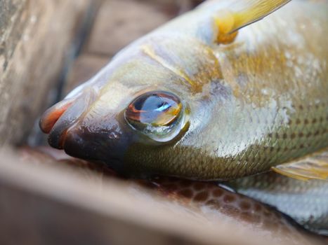 Freshly caught sea fish in a wooden boat.