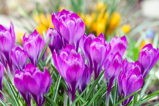 purple crocuses on a beautiful background macro . High quality photo