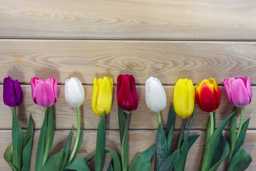 mix multi-colored tulips on a wooden background with a place for the inscription . High quality photo