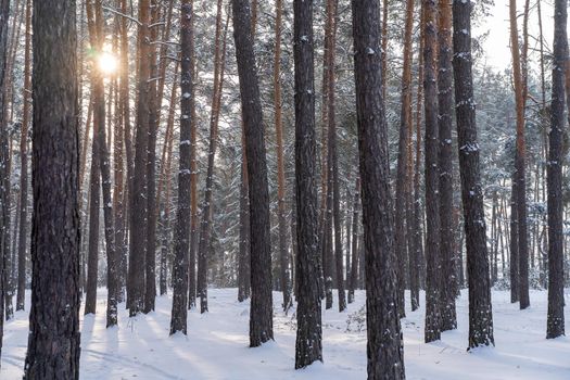 Early spring landscape of the snow in the pine forest. Landscape only tree trunks