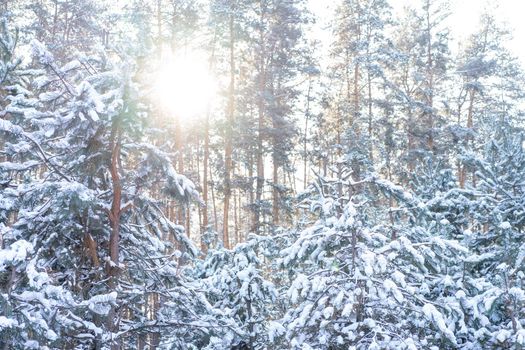 Winter landscape of the snow in the pine forest. Landscape Beautiful in nature